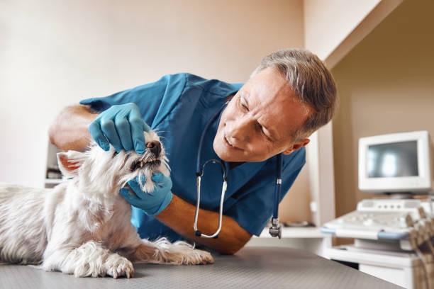 Best Weekend Emergency Dentist in Germantown Hls, IL